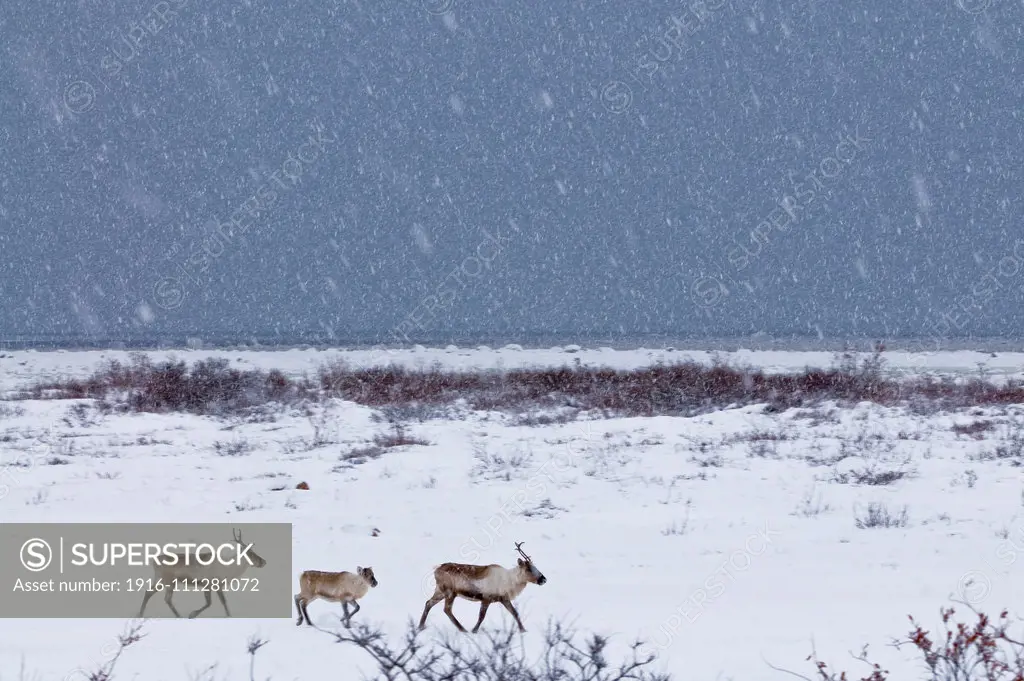 Caribous in winter landscape