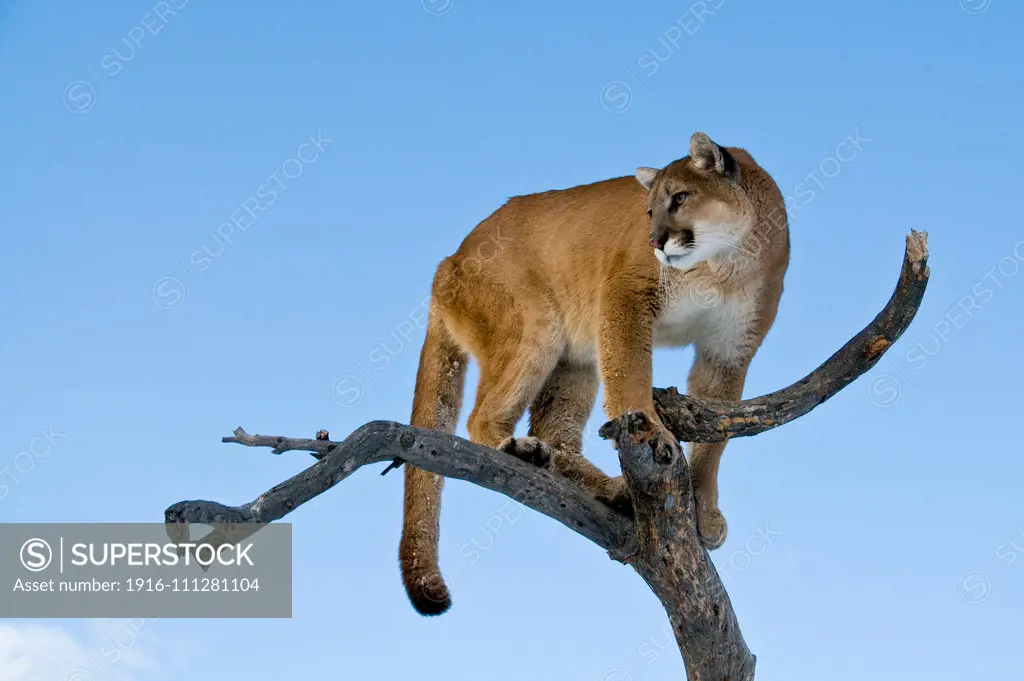 Mountain Lions in the mountains of Montana, United States