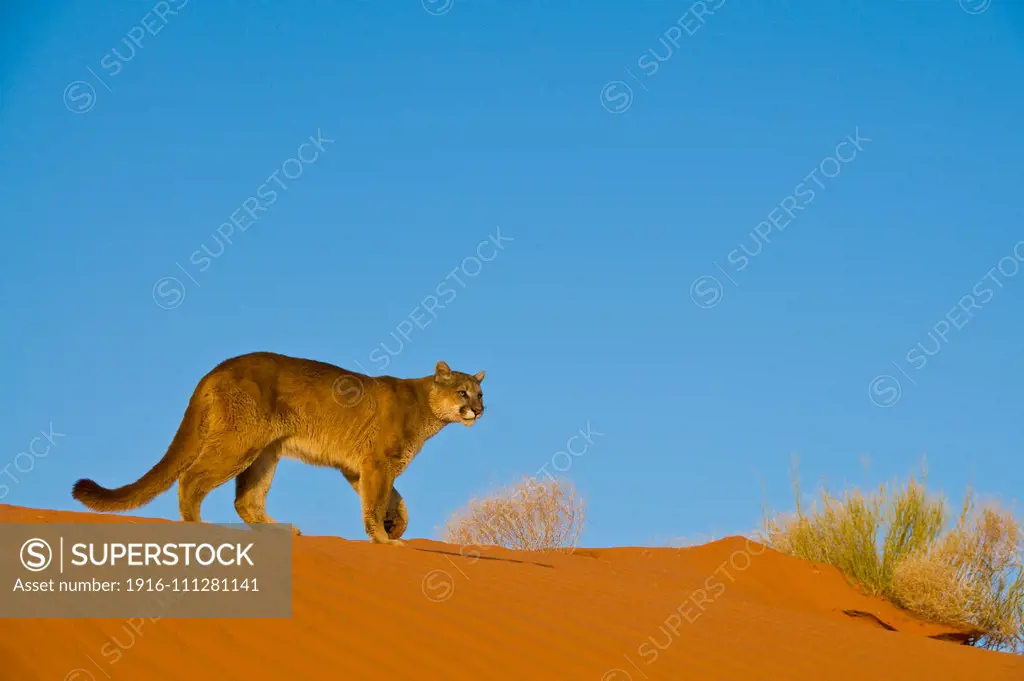 Mountain Lions in the mountains of Montana, United States