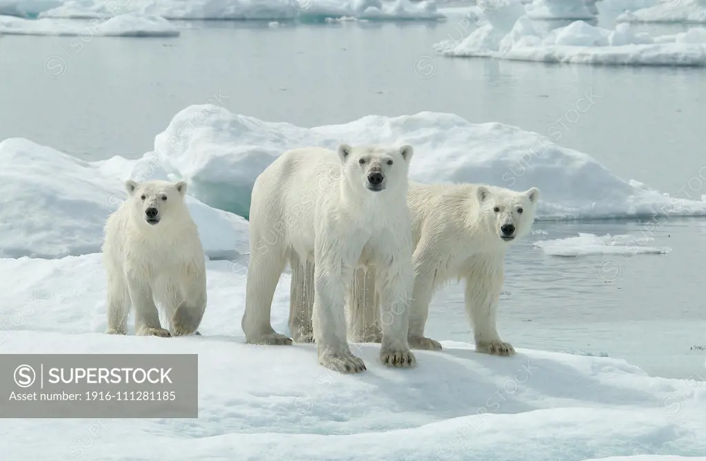 Mother Polar Bear (ursus maritimus) with cubs dripping on ice in sub-arctic Wager Bay near Hudson Bay, Churchill area, Manitoba, Northern Canada