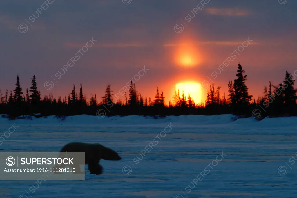 Polar Bear (ursus maritimus)  sunset silhouette at Dymond Lake Lodge near Hudson Bay, Churchill, Manitoba, Northern Sub-arctic Canada