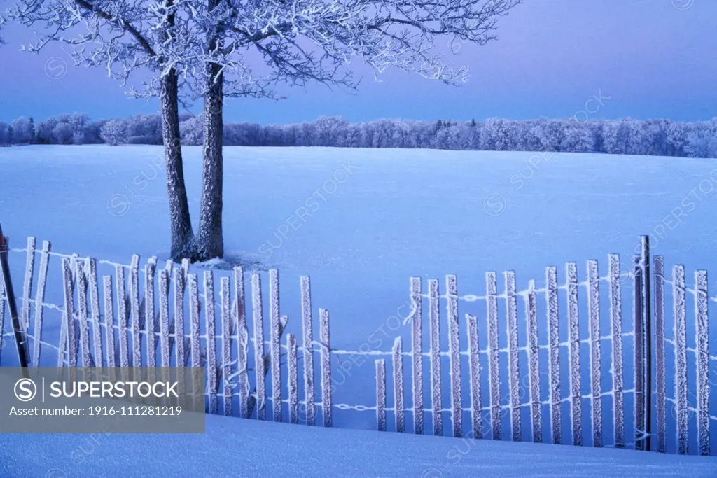 Hoarfrost on snow fence and bur oak tree (Quercus macrocarpa) in pristine snow landscape near Winnipeg Manitoba Canada