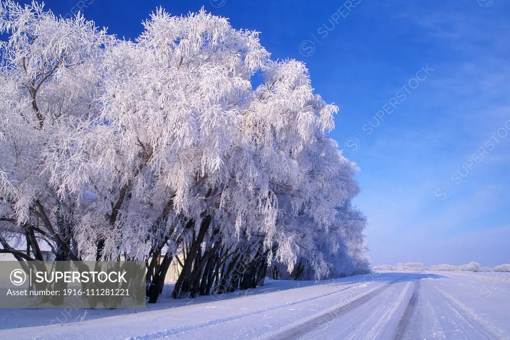 Winter hoarfrost on black willow (Salix nigra) hedge beside road with blue sky near New Bothwell Manitoba Canada