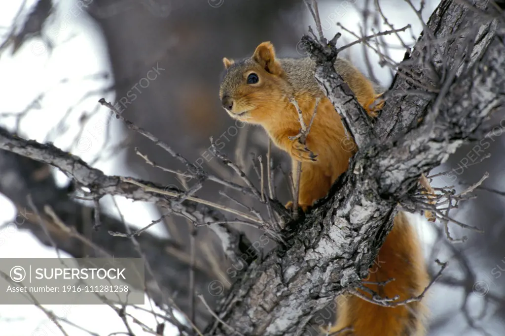 Eastern fox squirrel ( Sciurus niger ) in tree in winter Kleefeld southern Manitoba Canada