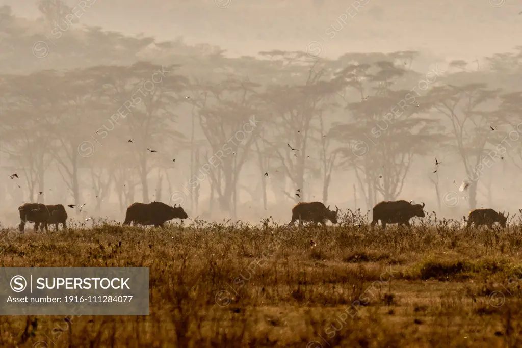 Cape buffalo (Syncerus caffer),Nakuru National Park, Kenya