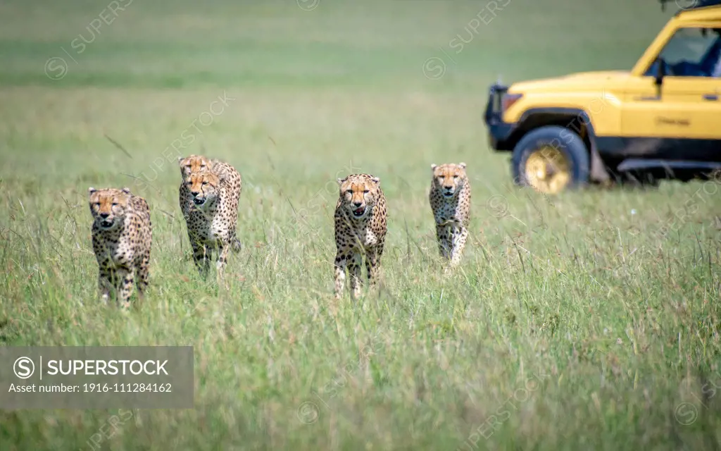 Tourist game viewer surrounding cheetahs  Maasai Mara National Reserve, Kenya, Cheetah (Acinonyx jubatus)The 5 brothers