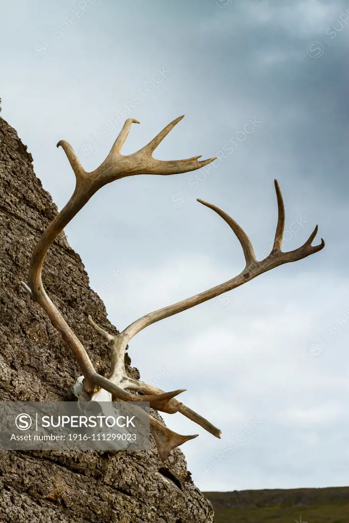 Traditional hut with a reindeer antlers. Iceland.