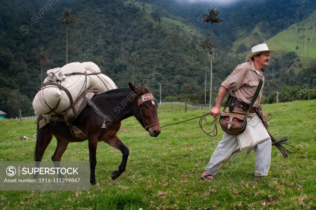 Vestido totalmente a lo Juan Baldez, esté hombre sigue promocionando el café colombiano en el Valle de cocora. Lo mejor de cócora A 11 Km del municipio de Salento, entre los 1800 y 2400 metros de altura, con un clima promedio de 15o, encontramos un paraje de ensueño llamado el Valle del Cocora, que significa Estrella de Agua.Hereda su nombre de la princesa Cocora, hija del cacique Acaime, se dice de este nombre que es la onomatopeya del canto de un ave de la región. El cerro tutelar de la región