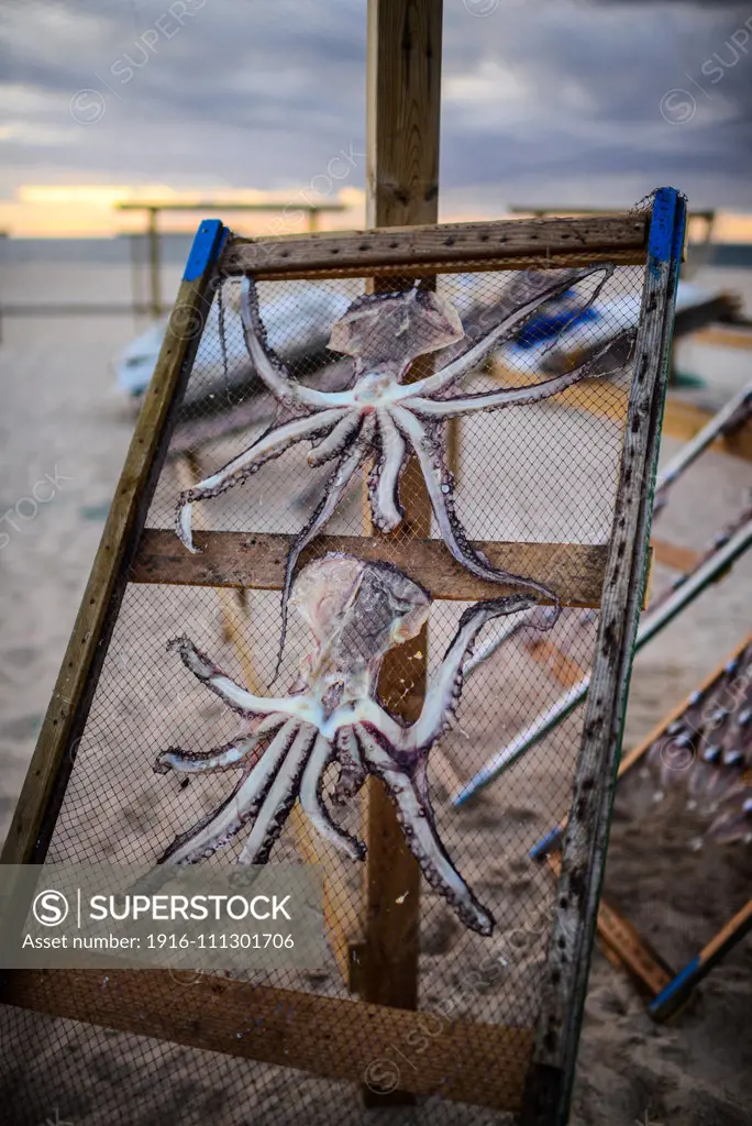 Drying octopus for sale on the beach of Nazare, Portugal