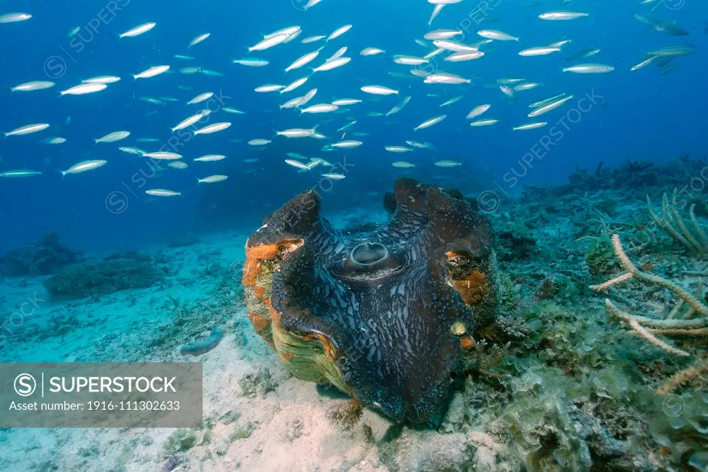 Giant clam, Tridacna gigas,  Rongelap, Marshall Islands, Micronesia