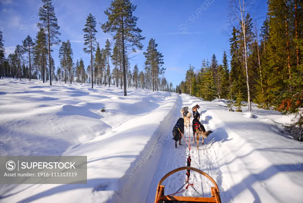 Wilderness husky sledding taiga tour with Bearhillhusky in Rovaniemi, Lapland, Finland