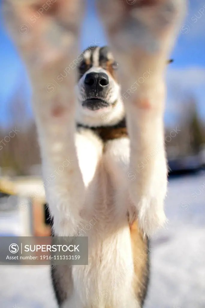 Wilderness husky sledding taiga tour with Bearhillhusky in Rovaniemi, Lapland, Finland  - dogs