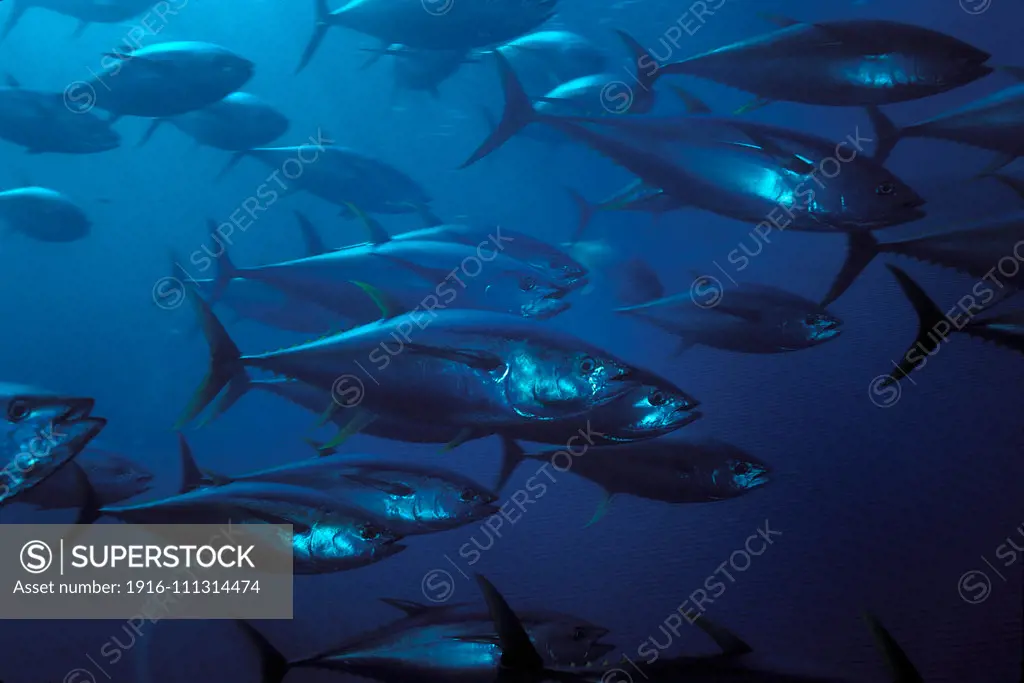 Yellowfin tuna, Thunnus albacares, Mexico, Pacific Ocean