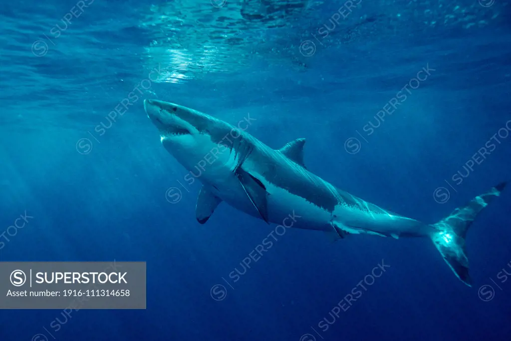 White shark, Carcharhodon carcharias, is found worldwide . One of the ocean's top-level predators, it feeds on marine mammals . One of the only sharks known to attack man, Mexico, Pacific Ocean