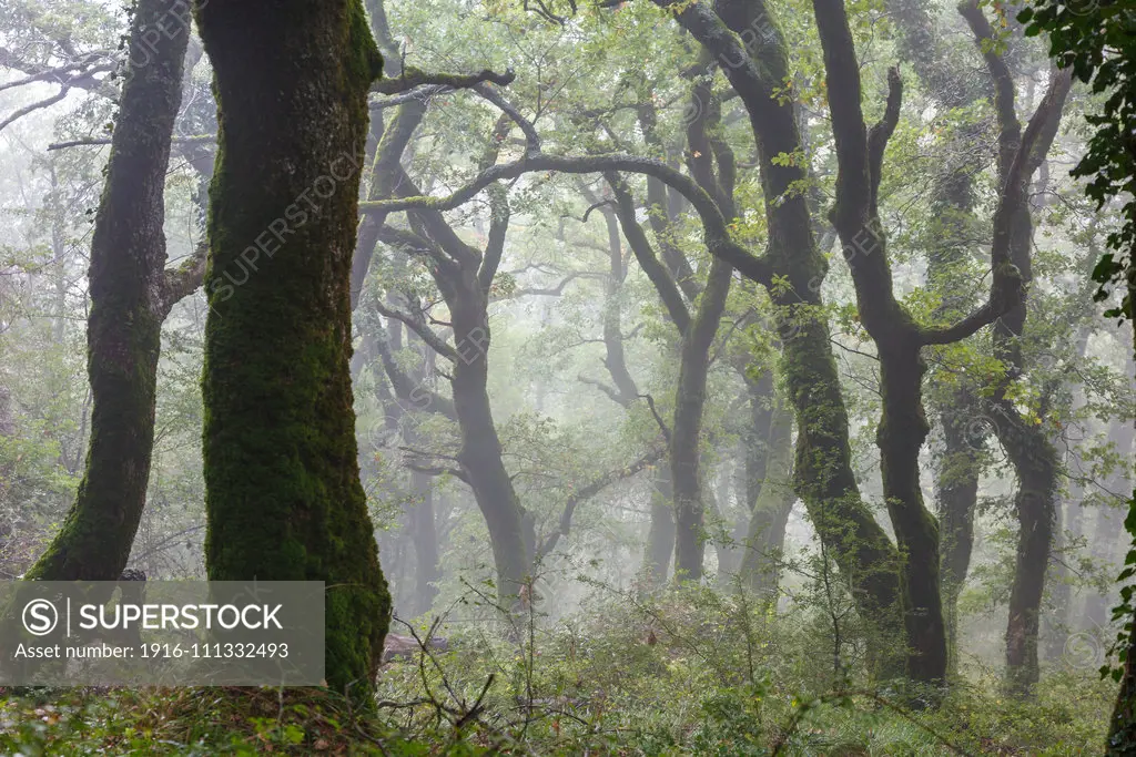 Oakwood in the mist. Aralar mountain range. Navarre, Spain, Europe.