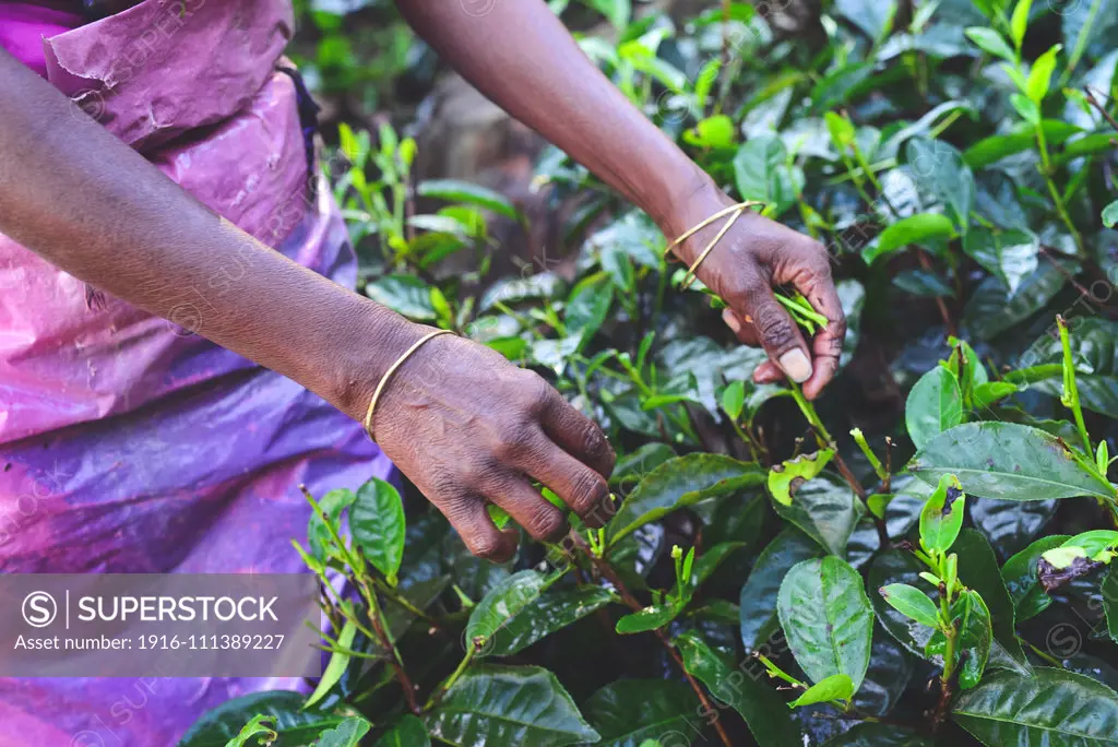 Women tea plantation workers collect the top tiers of the leaves and most delicate shoots to make white and green Ceylon tea.