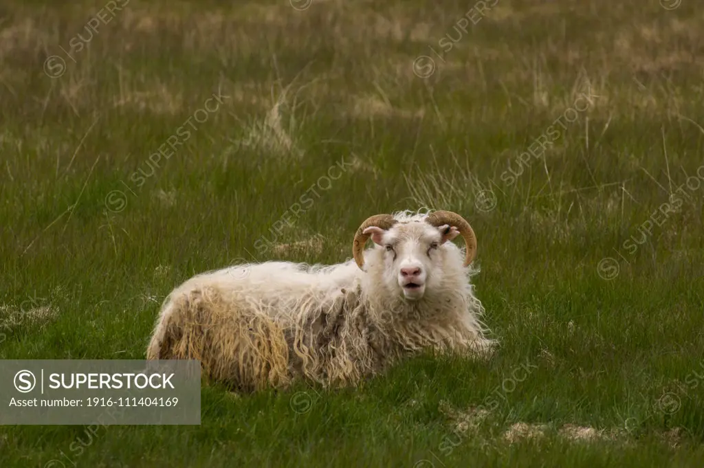 Icelandic Sheep, South coast near Hofn, Iceland.