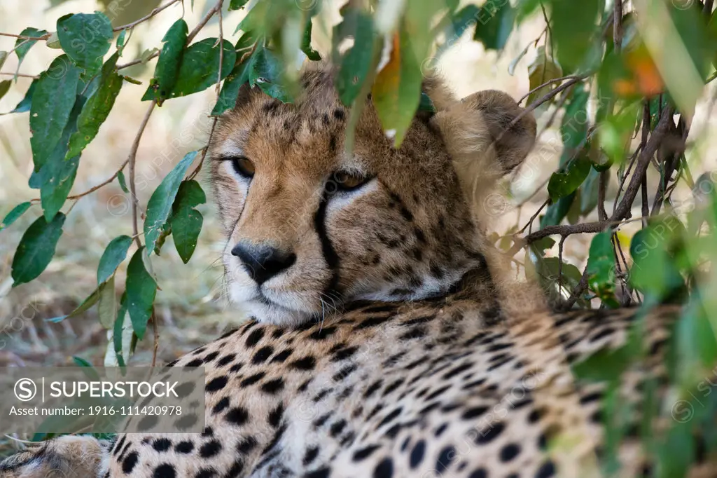 Cheetah (Acinonyx jubatus),  Masai Mara, Kenya.