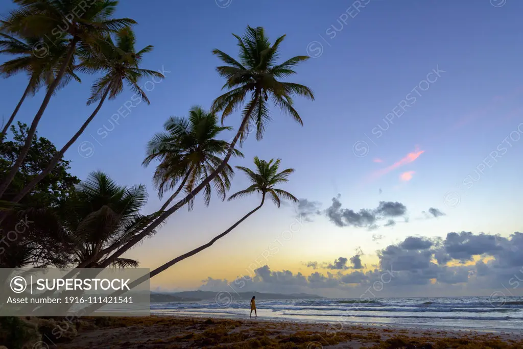 Woman walking on the beach at sunrise at Magdalena Grand Beach Resort on Tobago island, Trinidad and Tobago.