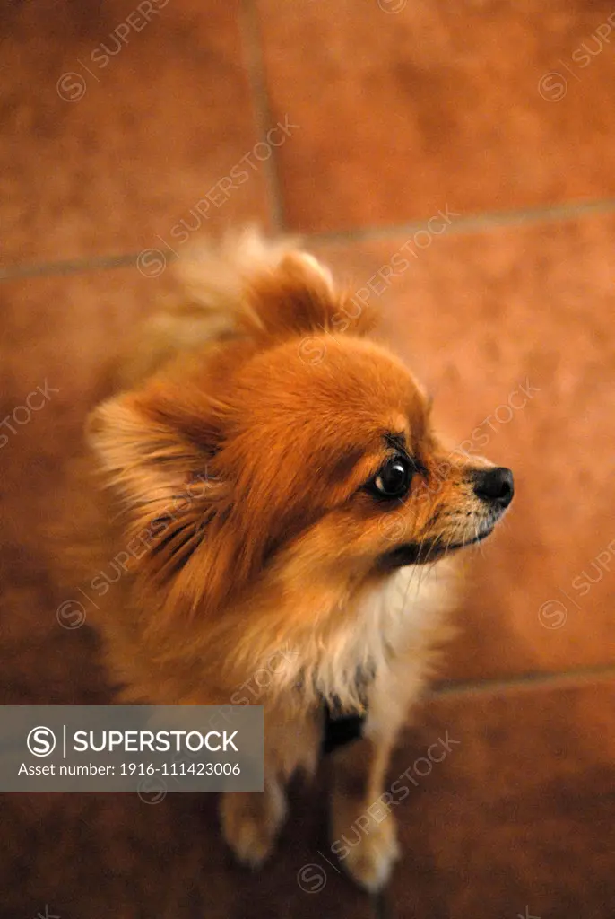 Vertical profile portrait of Pomeranian dog