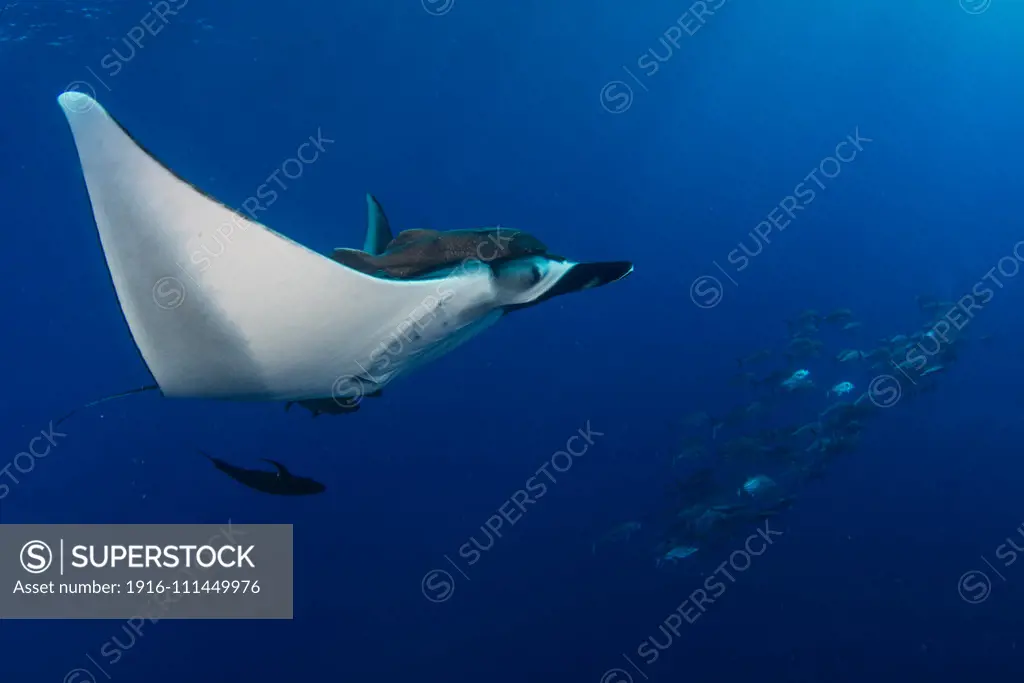 Giant Oceanic Manta ray, Manta birostris, and school of jack fish on the background, El Boiler dive site, San benedicto island, Revillagigedo, Mexico