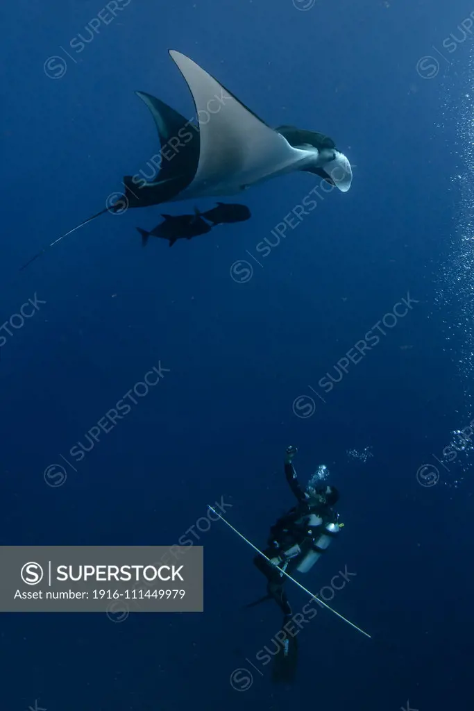 Dr. Mauricio Hoyos taking ID imagen and tissue samples from an Oceanic Giant Manta Ray (Manta birostris) in El Boiler dive site, San Benedicto Island, Revillagigedo