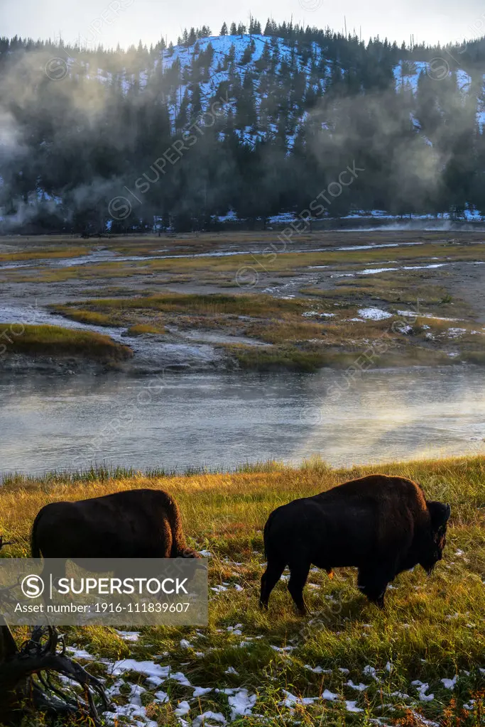 America Bison (Bison bison) in Yellowstone National Park, USA