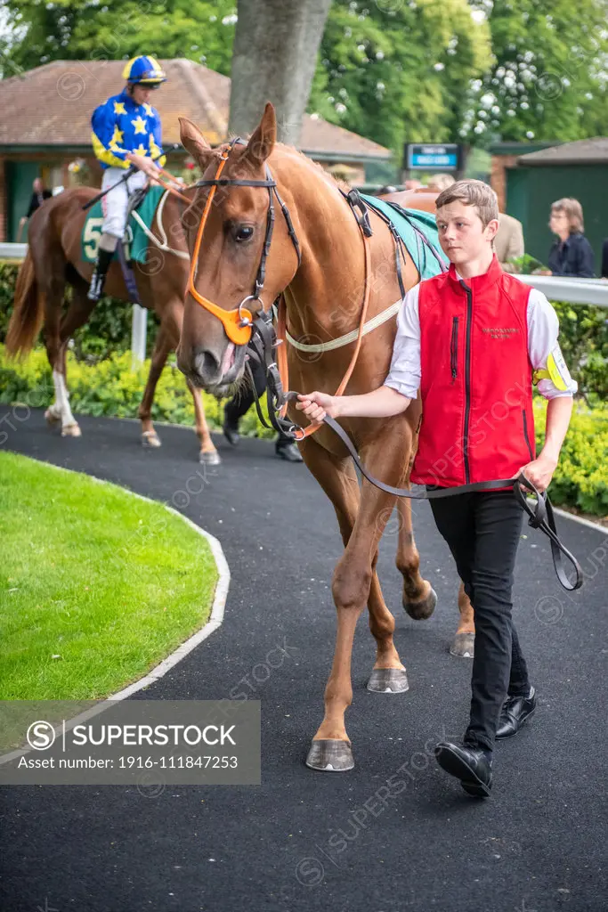 Horses Being Walked at Ripon Races , Yorkshire UK;Horses Being Walked at Ripon Races , Yorkshire UK