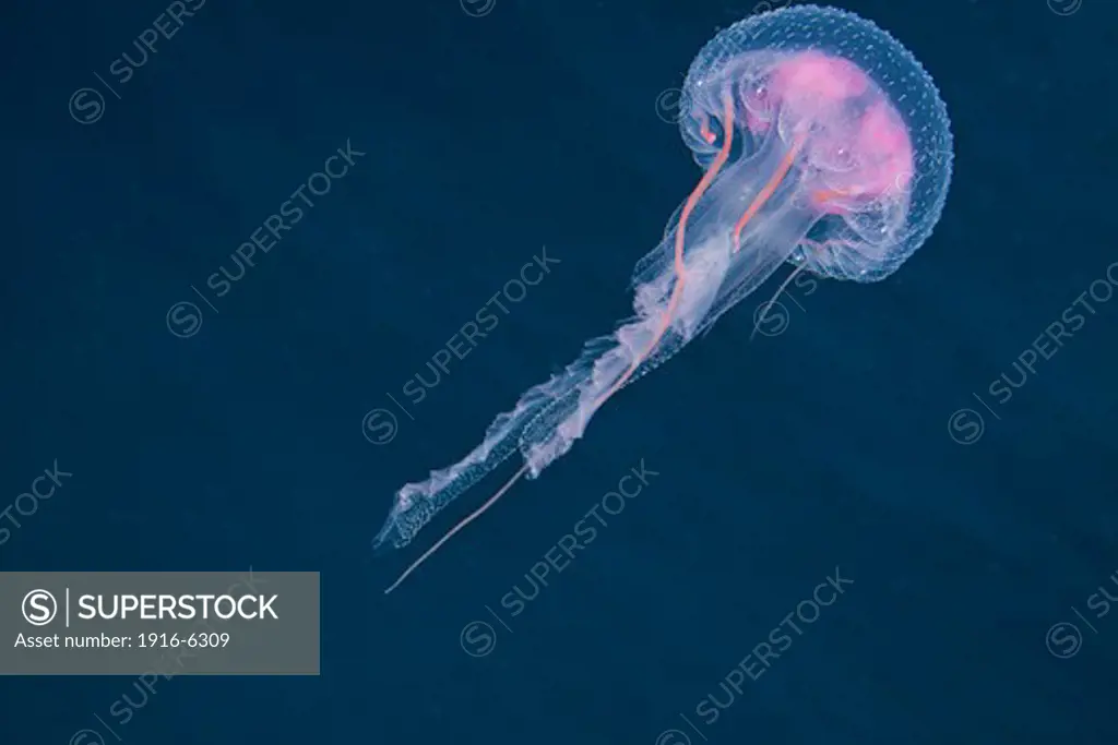 Philippines, Luminescent jellyfish (Pelagia noctiluca)