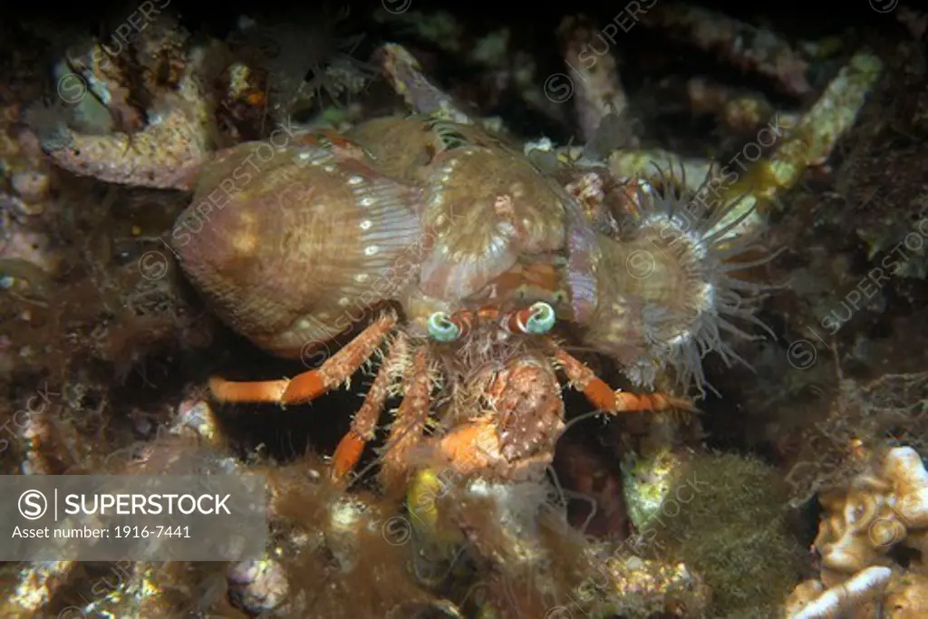 Philippines, Negros Island, Dumaguete, Anemone hermit crab (Dardanus pedunculatus)