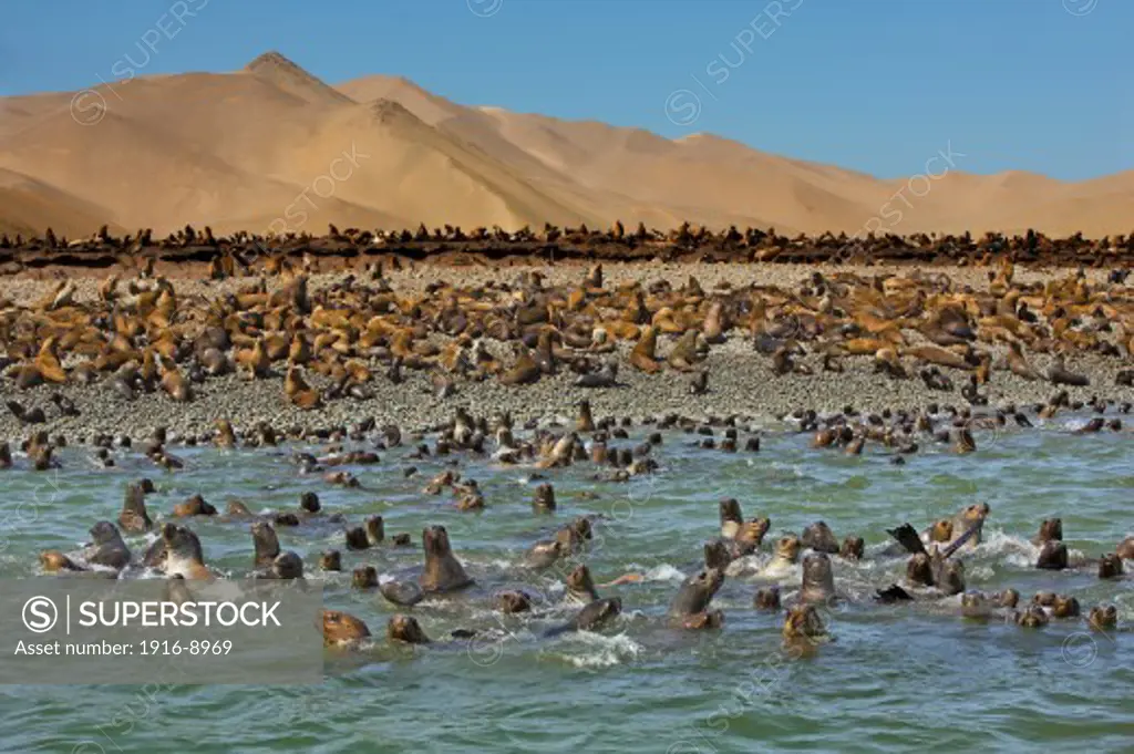 Paracas National Reserve, Peru