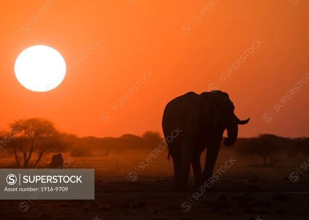 African Elephant (Loxodonta africana) at sunset, Nxai pan.