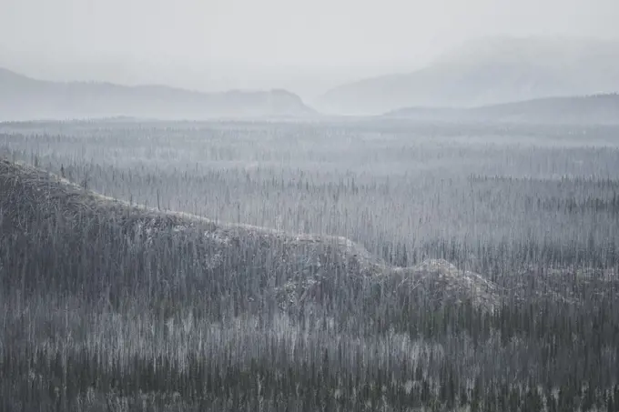 The view over an old forest fire sight. All the trees are covered with a fresh layer of frost. Yukon Territory, Canada