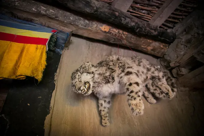 Snow leopard stuffed in a buddhist monastery