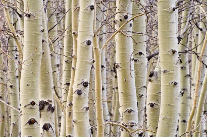 Aspen trees in winter; Hart Mountain National Antelope Refuge, Oregon.