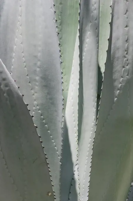 Agave leaves; Lake Chapala, Jalisco, Mexico.