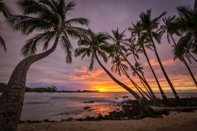 Sunset and coconut palm trees at Makalawena Beach, Kekaha Kai State Park, Kona-Kohala Coast, Big Island of Hawaii.