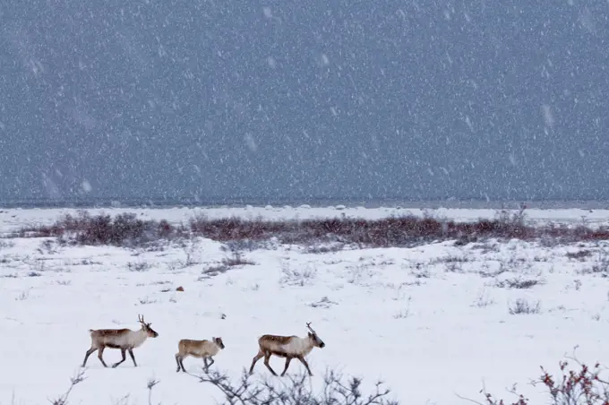 Caribous in winter landscape