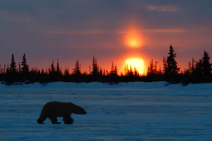 Polar Bear (ursus maritimus)  sunset silhouette at Dymond Lake Lodge near Hudson Bay, Churchill, Manitoba, Northern Sub-arctic Canada