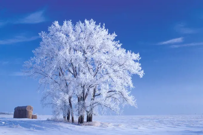 Winter hoarfrost on plains cottonwood trees (Populus deltoides) with round straw bales in prairie landscape and blue sky near Kleefeld Manitoba Canada