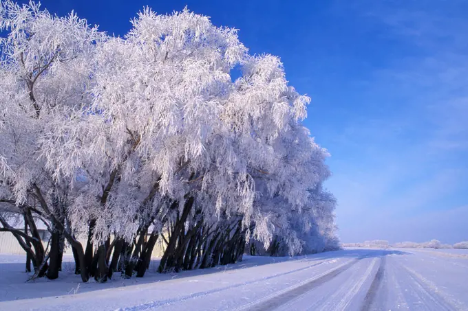 Winter hoarfrost on black willow (Salix nigra) hedge beside road with blue sky near New Bothwell Manitoba Canada