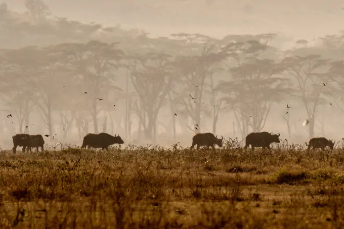 Cape buffalo (Syncerus caffer),Nakuru National Park, Kenya