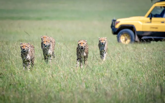 Tourist game viewer surrounding cheetahs  Maasai Mara National Reserve, Kenya, Cheetah (Acinonyx jubatus)The 5 brothers