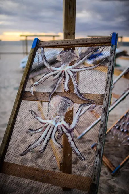 Drying octopus for sale on the beach of Nazare, Portugal