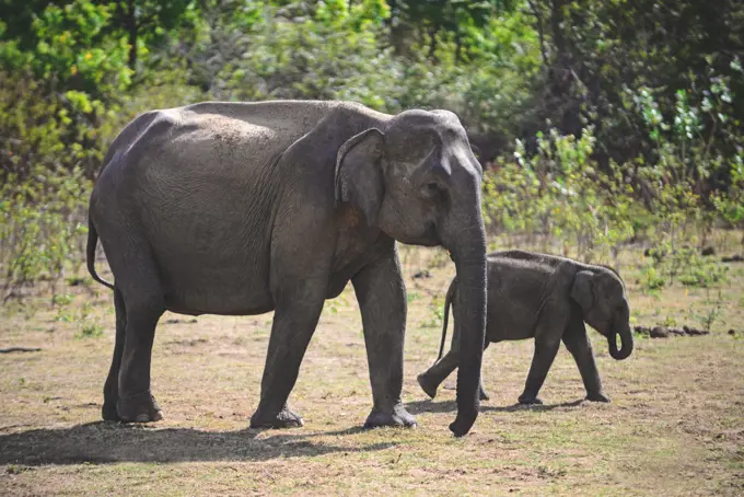 Sri Lankan elephant (Elephas maximus maximus) in Udawalawe National Park, on the boundary of Sabaragamuwa and Uva Provinces, in Sri Lanka.