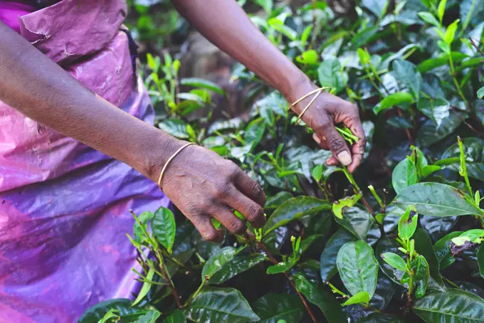 Women tea plantation workers collect the top tiers of the leaves and most delicate shoots to make white and green Ceylon tea.