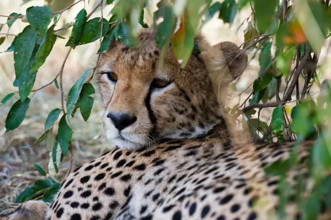 Cheetah (Acinonyx jubatus),  Masai Mara, Kenya.