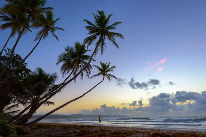 Woman walking on the beach at sunrise at Magdalena Grand Beach Resort on Tobago island, Trinidad and Tobago.