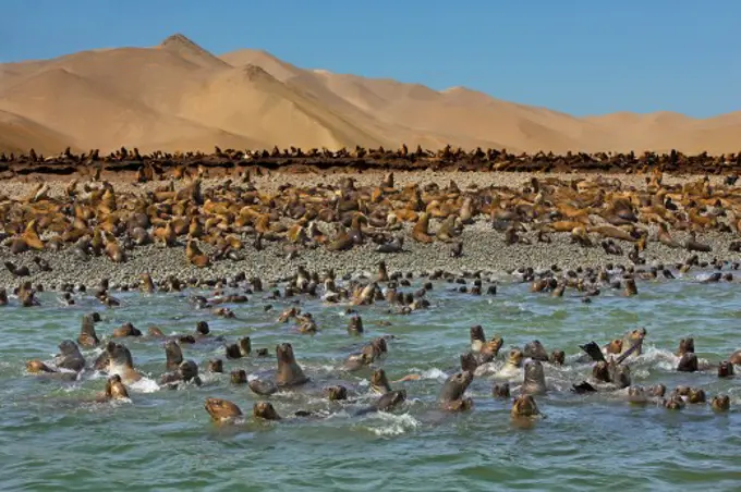 Paracas National Reserve, Peru