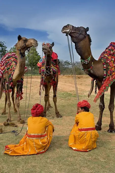 Camels during Elephant Festival,Jaipur, Rajasthan, India